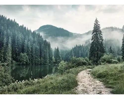 Tablou Canvas Forest Trail 84x116 Cm | Calitate de top