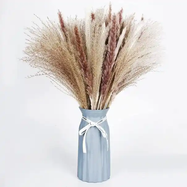 Acum disponibil | iarba decorativa de pampas 30 - 45 cm 50 buc