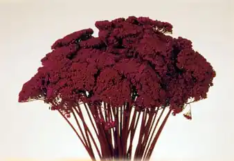Flori uscate, Achillea, bordo | Premium