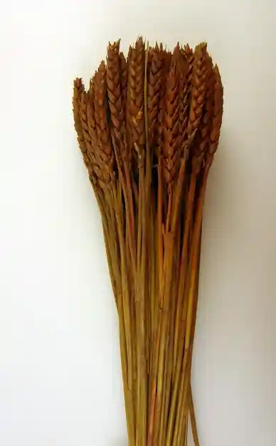 Economisește mai mult - Flori uscate, Spice de grau, maro, 150 g