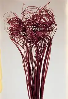 Ultima șansă - Curly Ting Ting, bordo