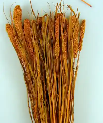 Flori uscate, Ciumiza, portocaliu, 100 g | Promoție specială